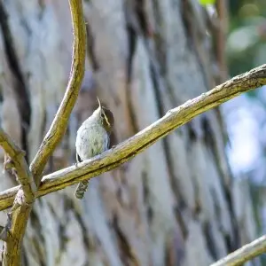 Bewick's wren