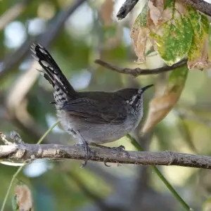 Bewick's Wren