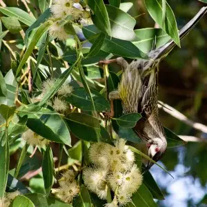 Bibra Lake

Red Wattle Bird - Honey Eater