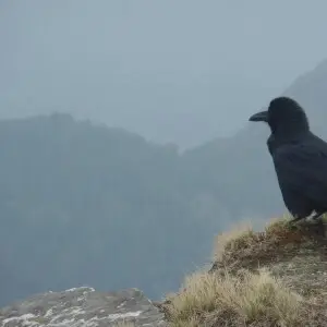crow pic at Chandrashila is summit of the Tungnath . It literally means "Moon Rock". It is located at a height of about 4,000 metres (13,000 ft) above sea level. crow size is big then normal crow.