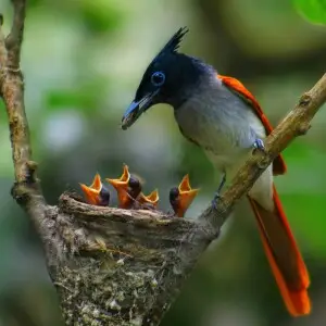 bird nesting