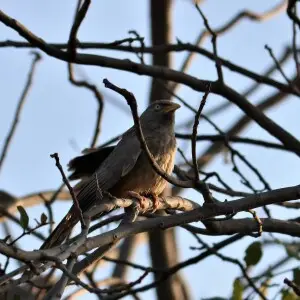 A Jungle Babbler sitting on a tree in Bharatpur wildlife sanctuary in Keoladeo National Park.