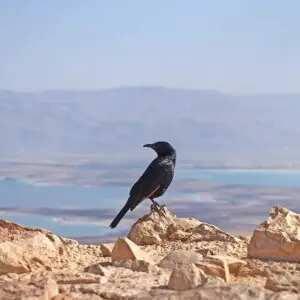 A black bird in Masada national park.