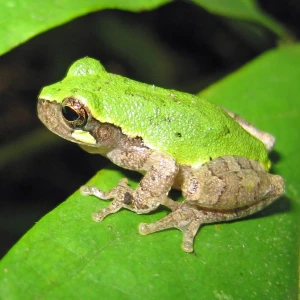 Bird-voiced tree frog
