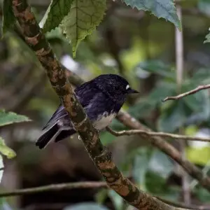 North Island Robins are very unafraid of humans, never having learnt a fear for mammalian predators, but they have learned that humans stir up trails and reveal hidden bugs.
Zealandia Ecosanctuary, Wellington