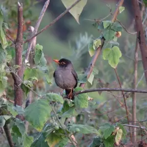 Indian Blackbird in Anamalai Hills.