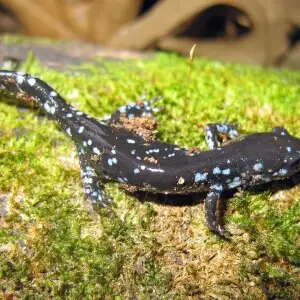 Ambystoma laterale (blue-spotted salamander)