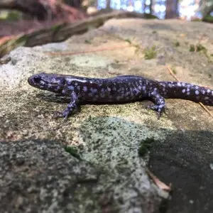 Blue-spotted salamander f?rekommer i en rad olika milj?er, likt de flesta groddjur trivs den i fuktiga milj?er. Dagtid h?ller den sig g?md och kan hittas under f?rem?l.
