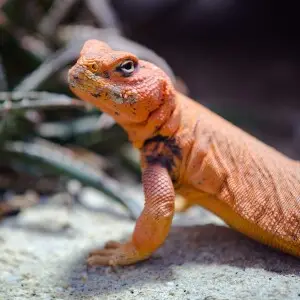 Uromastyx Geyri - Facts, Diet, Habitat & Pictures On Animalia.bio