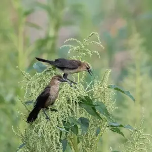 Boat-tailed Grackle - Facts, Diet, Habitat & Pictures On Animalia.bio