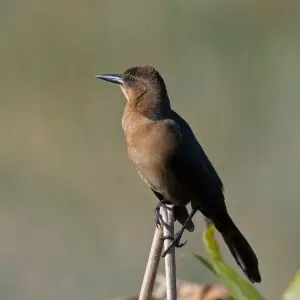 boat-tailed grackle, female, harns marsh