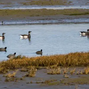 Eurasian coot - Facts, Diet, Habitat & Pictures on Animalia.bio