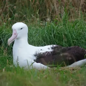 Northern royal albatross, Otago peninsula, South Island, New Zealand