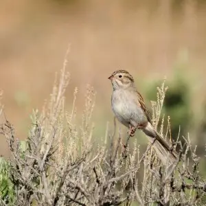 A Brewer's sparrow perched on a Wyoming big sagebrush at Seedskadee NWR.  They are a common nester here, but getting a good look at one can be a challenge.  

Photo: Tom Koerner/USFWS
