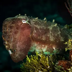 broadclub cuttlefish, table coral city, wakatobi, 2018
