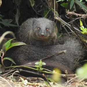 Brown mongoose near Valparai in the Anamalai Hills, Western Ghats, India