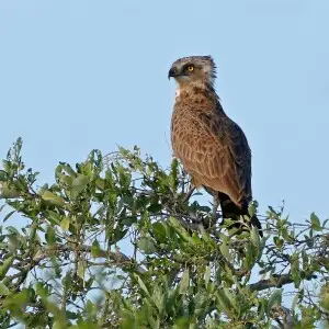An immature Brown snake eagle photographed on the H4-2 Road east of Lower Sabie, Kruger NP, SOUTH AFRICA