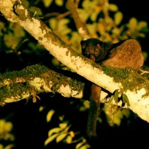 Brown palm civet resting on a branch in a rainforest fragment near Valparai in the Anamalai hills, India