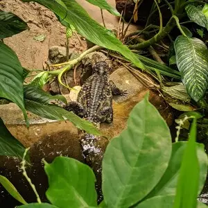 Caiman latirostris in Burgers' Zoo