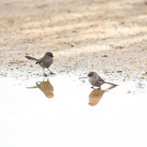 Bushtit