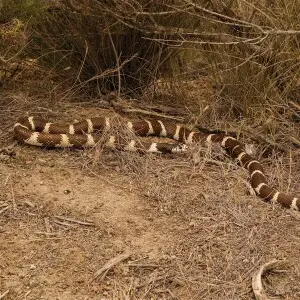 This snake was at least 5' plus, and had beautiful markings.  Some of these species have longitudinal stripes too, but this one is typical.  Found about 1/2  mile into the Quarry Trail off S.Bay. Blvd.