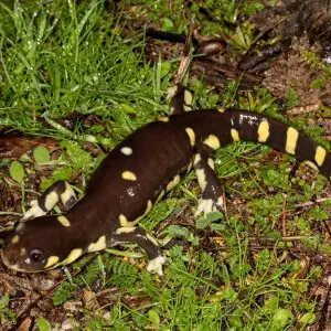 Unlike many other salamanders, California tiger salamanders only spend a very short period of their life in water.  As juveniles, they leave the water to seek underground burrows made by small mammals where they mature to adulthood.  Only six to nine inch
