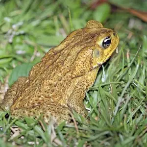 Cane toad (Bufo marinus), Soberania National Park, Panama