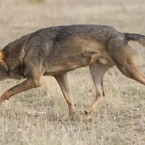 Iberian wolf (Canis lupus signatus) in semi-captivity in the Community of Madrid, Spain.