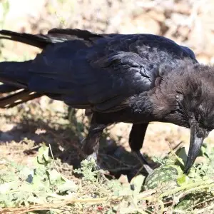 Cape crow, Corvus capensis, at Kgalagadi Transfrontier Park, Northern Cape, South Africa