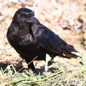 Cape crow, Corvus capensis, at Kgalagadi Transfrontier Park, Northern Cape, South Africa