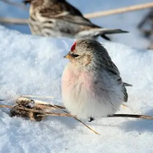 Arctic Redpoll, Cap Tourmente National Wildlife Area, Quebec, Canada.