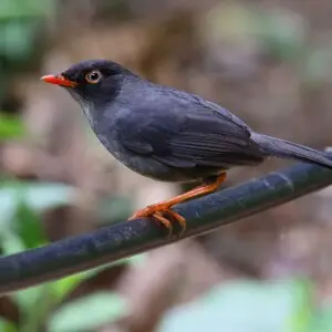 Slaty-backed nightingale-thrush, Monteverde, Costa Rica.