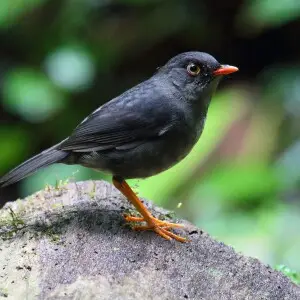 Slaty-backed nightingale-thrush, Monteverde Cloud Forest Reserve, Costa Rica