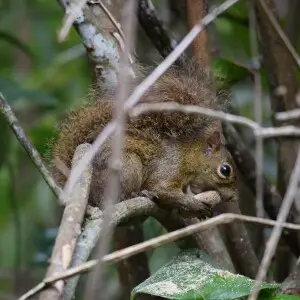 Brazilian Squirrel (Caxinguele) eating a nut