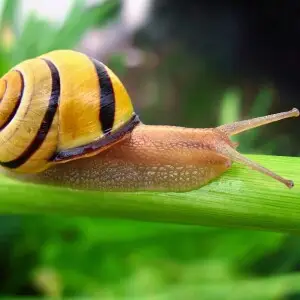 A brown-lipped snail (Cepaea nemoralis).