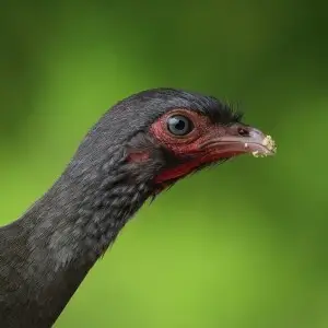 Chaco chachalaca (Ortalis canicollis pantanalensis), a bird from Brazil, known for making lots of noise when in a group. To celebrate the opening of the Olympic Games in Rio
