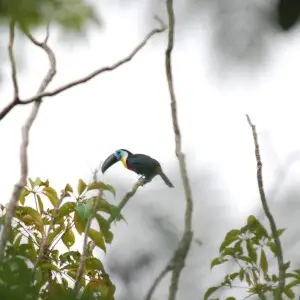 While I was walking on the trail at Asa Wright I heard what sounded like the call of a puppy dog. I looked up and it was the Channel-billed Toucan  (Ramphastos vitellinus), fairly high up in the trees.  Other birds will get nervous when toucans get near t