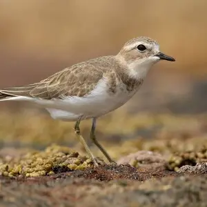 Double-banded Plover (Charadrius bicinctus) non-breeding plumage, Boat Harbour, New South Wales, Australia