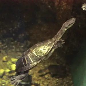 Roti Island snake-necked turtle (Chelodina mccordi).  Columbus Zoo, Powell, Ohio.