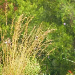 The Chestnut-breasted mannikin (Lonchura castaneothorax), occasionally appears when grasses are bearing seed in 7th Brigade Park, Chermside.