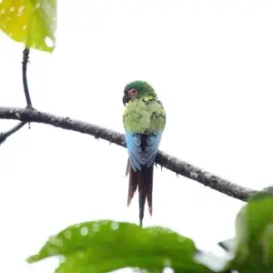 Chestnut-fronted Macaw (Ara severus)