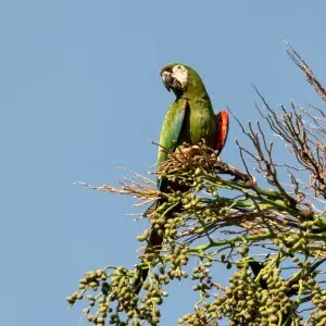 Chestnut-fronted Macaw | Maracan? (Ara severa severa)