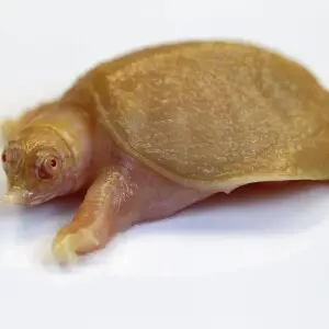 A Chinese soft-shelled albino turtle recovered during Operation Jungle Book. Charges were recently filed against 16 defendants in connection with Operation Jungle Book ? the largest prosecutorial sweep in the Los Angeles area. The operation was given its 