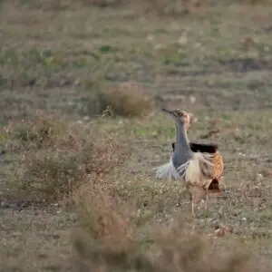 A Canarian Houbara Bustard displaying, Teguise, Lanzarote, Canary Islands, Spain.