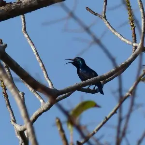 Vogel im Yala Nationalpark auf Sri Lanka