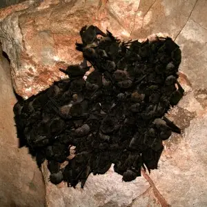 Cluster of hibernating gray bats (Myotis grisescens)

credit: USFWS/Ann Froschauer
