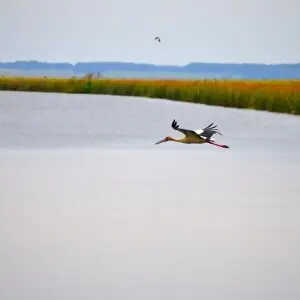 cocoi heron (Ardea cocoi)  in flight at Laguna de Rocha