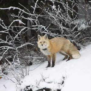 On my way down from Paradise in Mount Rainier National Park in January, I spotted this Cascade Red Fox along the side of the road in the snow and pulled off in the adjacent pullout to snap her picture, and then to chase her away. Red foxes like this one h
