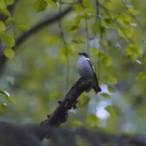 Digiscoping with Swarovski ATM 80 HD 30 X, Panasonic DMC-GF1 + Lumix G 20mm F1.7 ASPH (Adapter DCB)