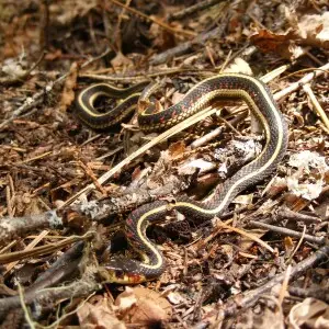 Common Garter Snake - Facts, Diet, Habitat & Pictures On Animalia.bio